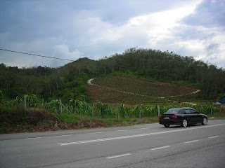 Dragon Fruits Farm