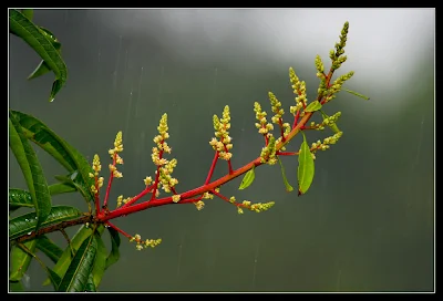 Mango Flower Mangifera sp. Bunga Mangga Mempelam