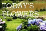 Today's Flowers Logo