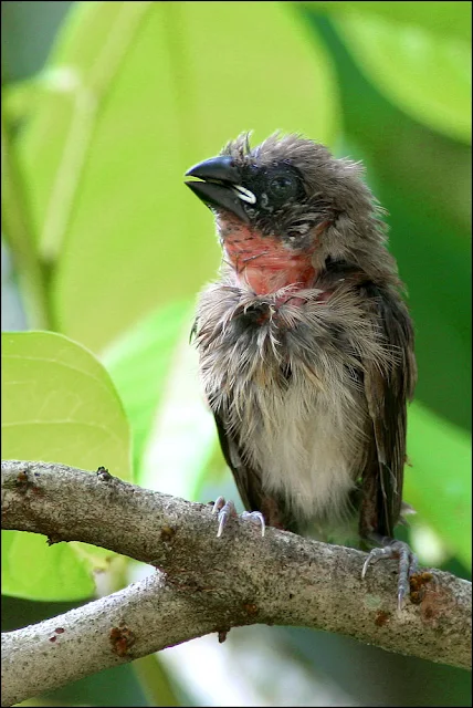 chick of Scaly-breasted Munia