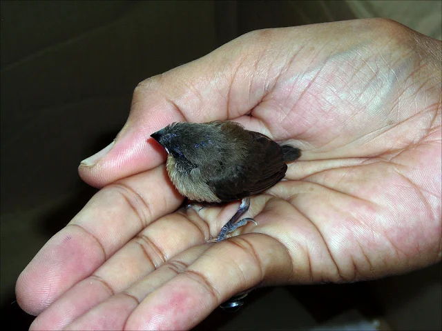 Chick of Scaly-breasted Munia on the palm