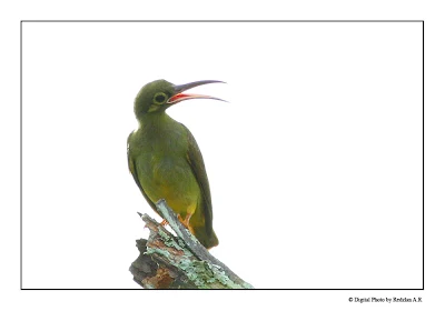 Kelicap Spectacled Spiderhunter (Arachnothera flavigaster