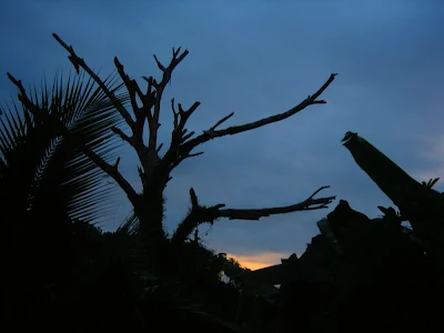 Old Teak Tree