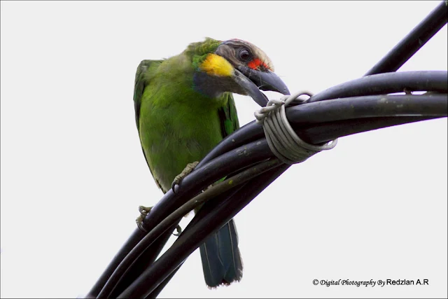 Gold-whiskered Barbet (Megalaima chrysopogon)