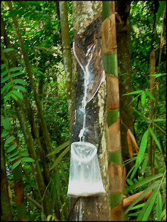 Pará rubber tree (Hevea brasiliensis),