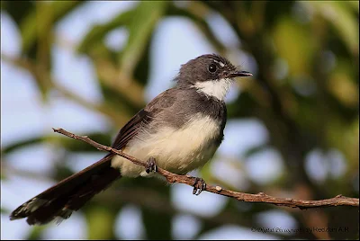 Pied Fantail (Rhipidura javanica)