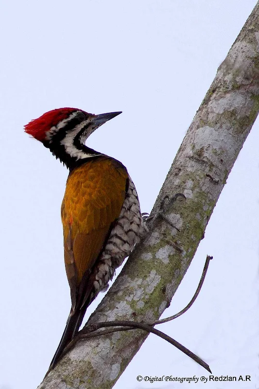 Common Flameback Woodpecker