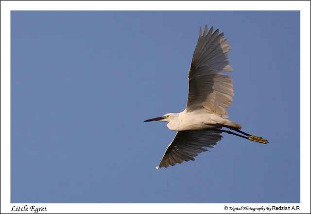 Little Egret (Egretta garzetta)