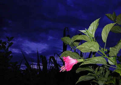 Hibiscus and Sky Watch Friday