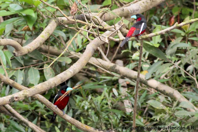 Black-and-red Broadbill 