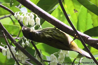 Grey-breasted Spiderhunter