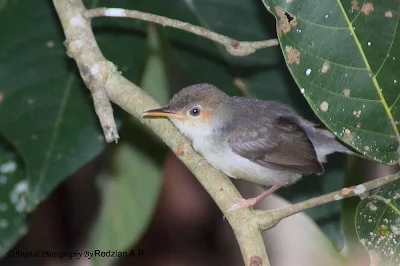 Juvenile Ashy Tailorbird