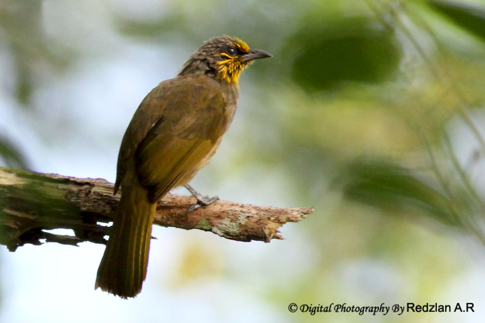[Stripe-throated+Bulbul.jpg]