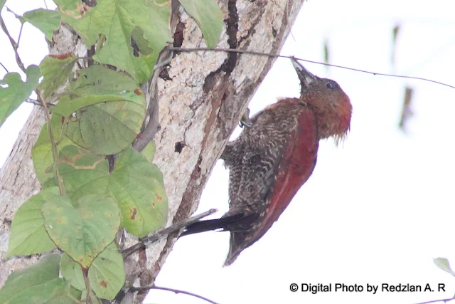 Woodpecker at work