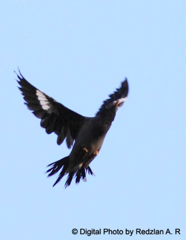 Myna in flight