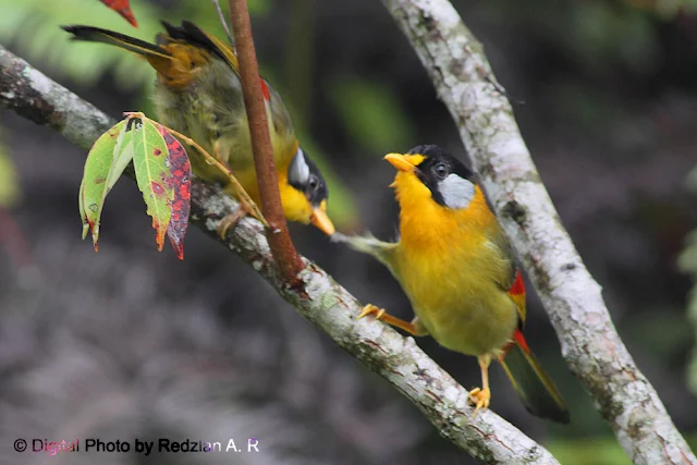 Silver-eared Mesia Behavior