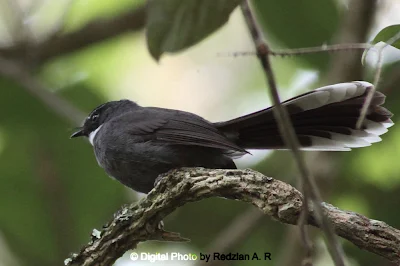 White-throated Fantail