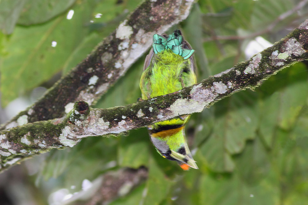 [Fire-Tufted+Upside.jpg]