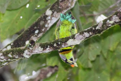 Fire-tufted Barbet