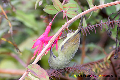 Black-throated Sunbird -female