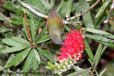 Black-throated Sunbird -female