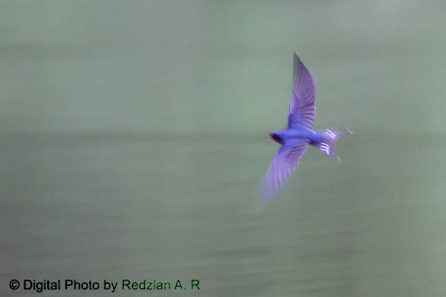 Pacific Swallow in flight