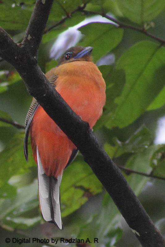 Scarlet-rumped Trogon 