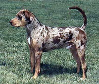catahoula_leopard_dog.jpg