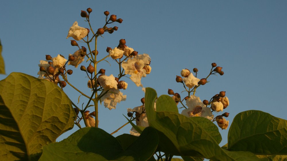 [CatalpaTree01069www.jpg]