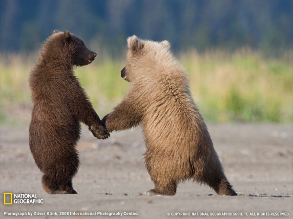 [Grizzly-Bear-Cubs--600x450.jpg]