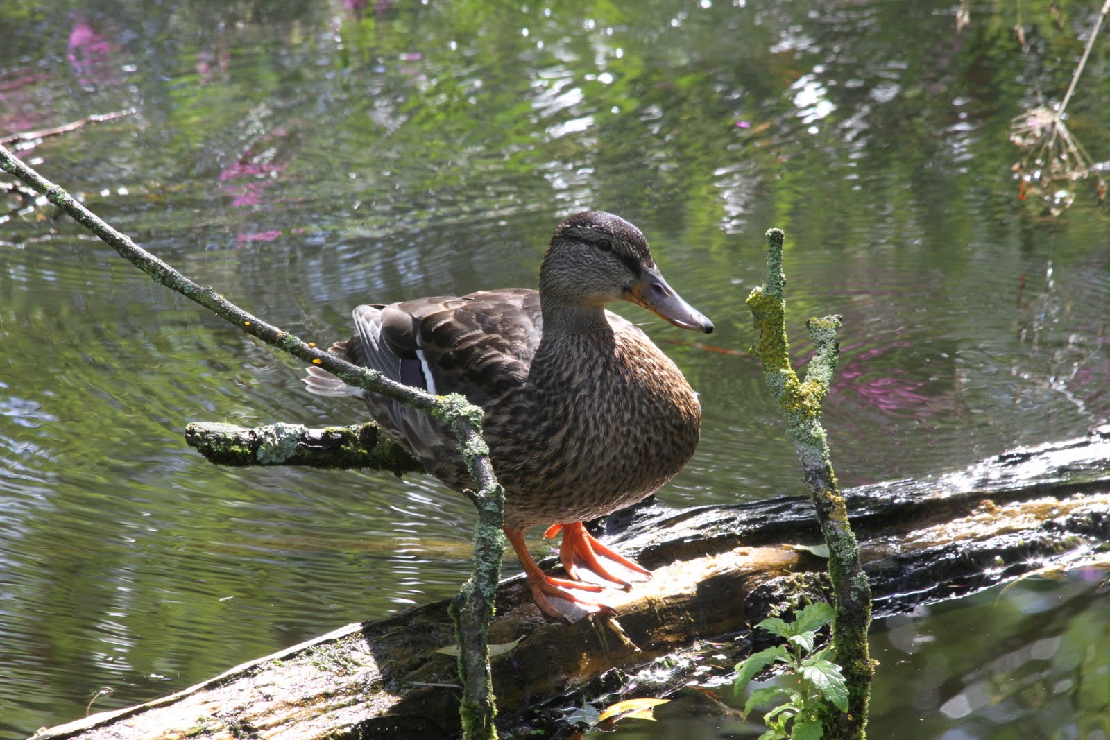 beyond my gate Staffordshire Wildlife Trust, Wolseley Bridge