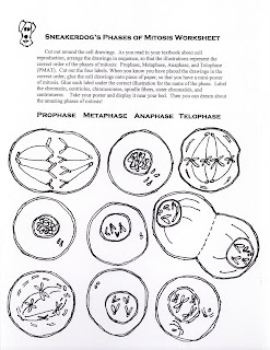 Science Tutor: Phases of Mitosis Activity Worksheet