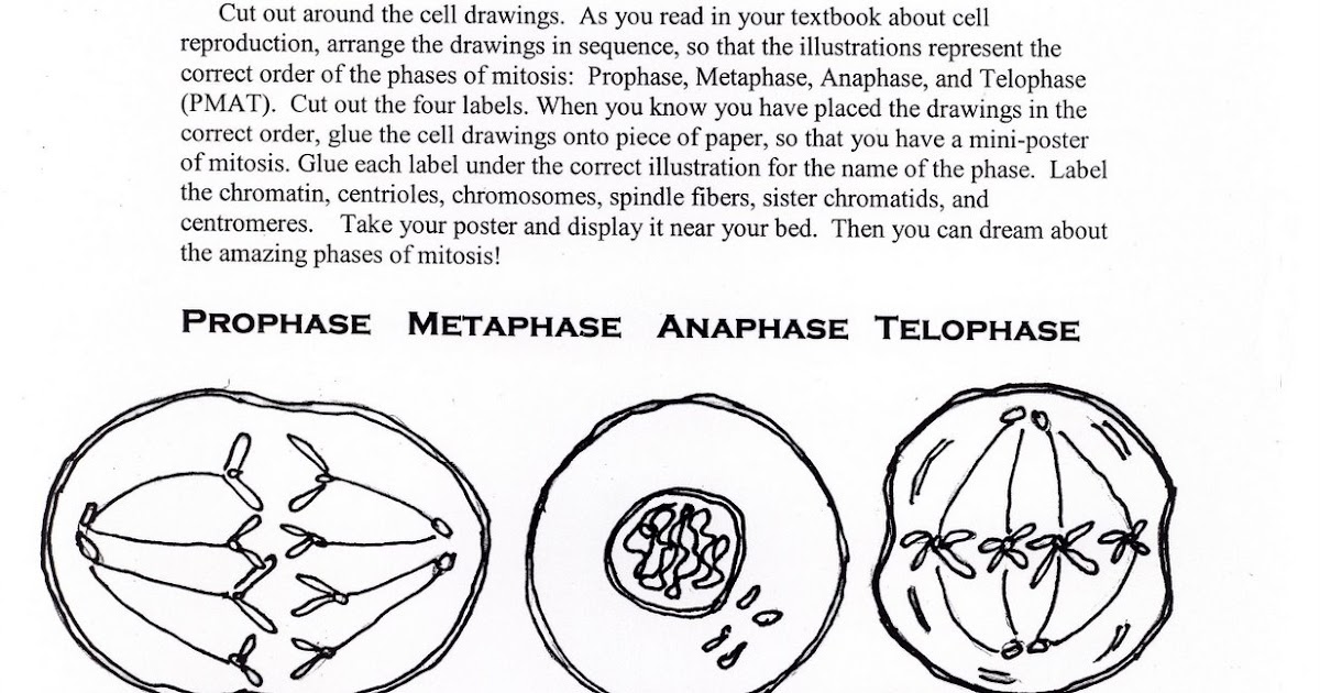 Science Tutor: Phases of Mitosis Activity Worksheet