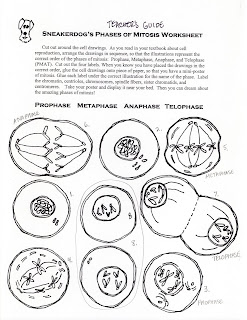 Science Tutor: Phases of Mitosis Activity Worksheet