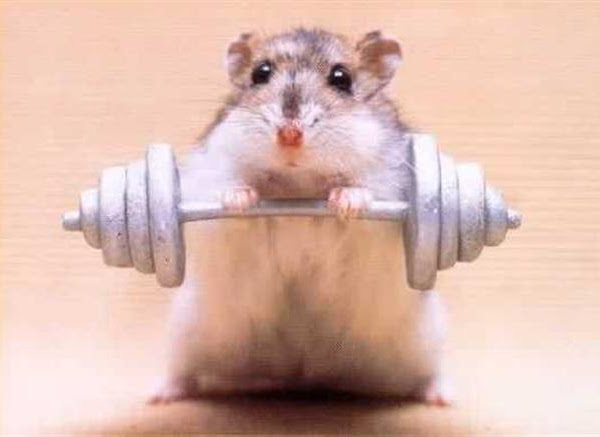Gym hamsters and novel ideas