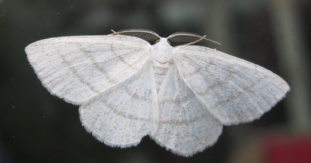 Martin's Moths: Here comes the bride