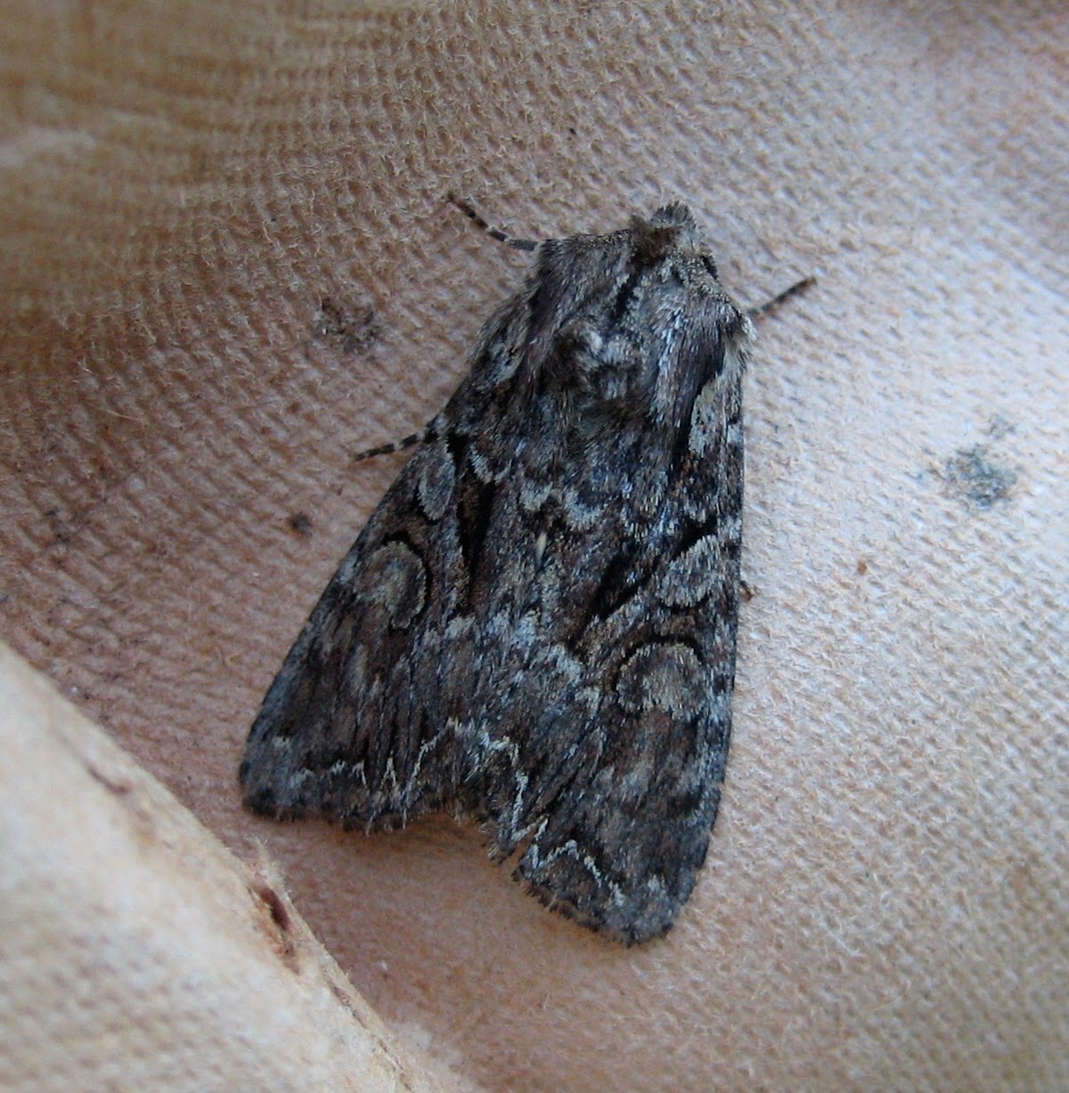 Martin's Moths Strawberry thief