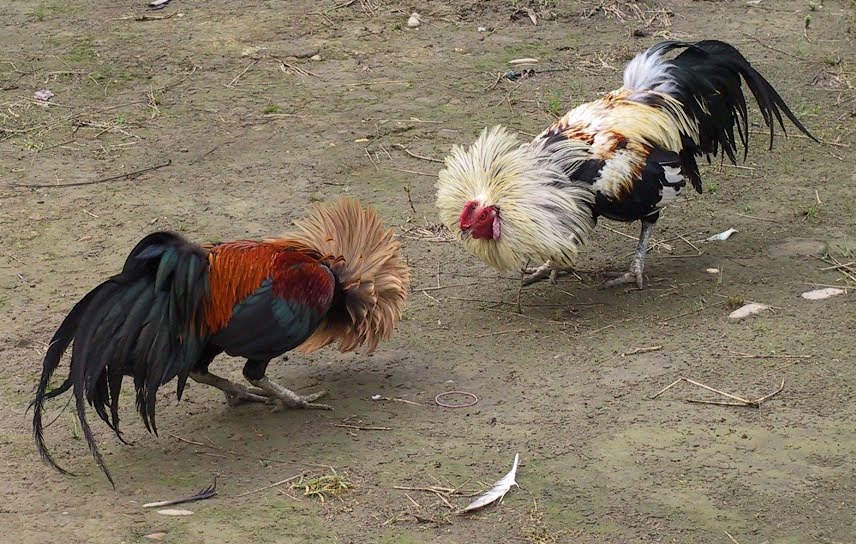 Filipino Cock Fight 48