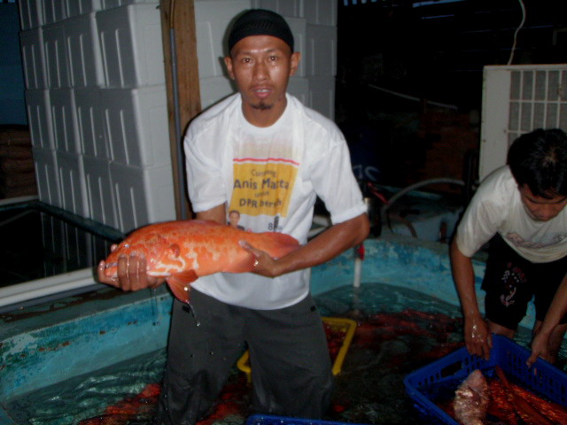 [Grouper+9.jpg]