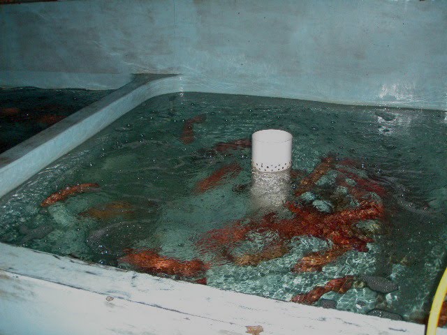 [Grouper+11.jpg]