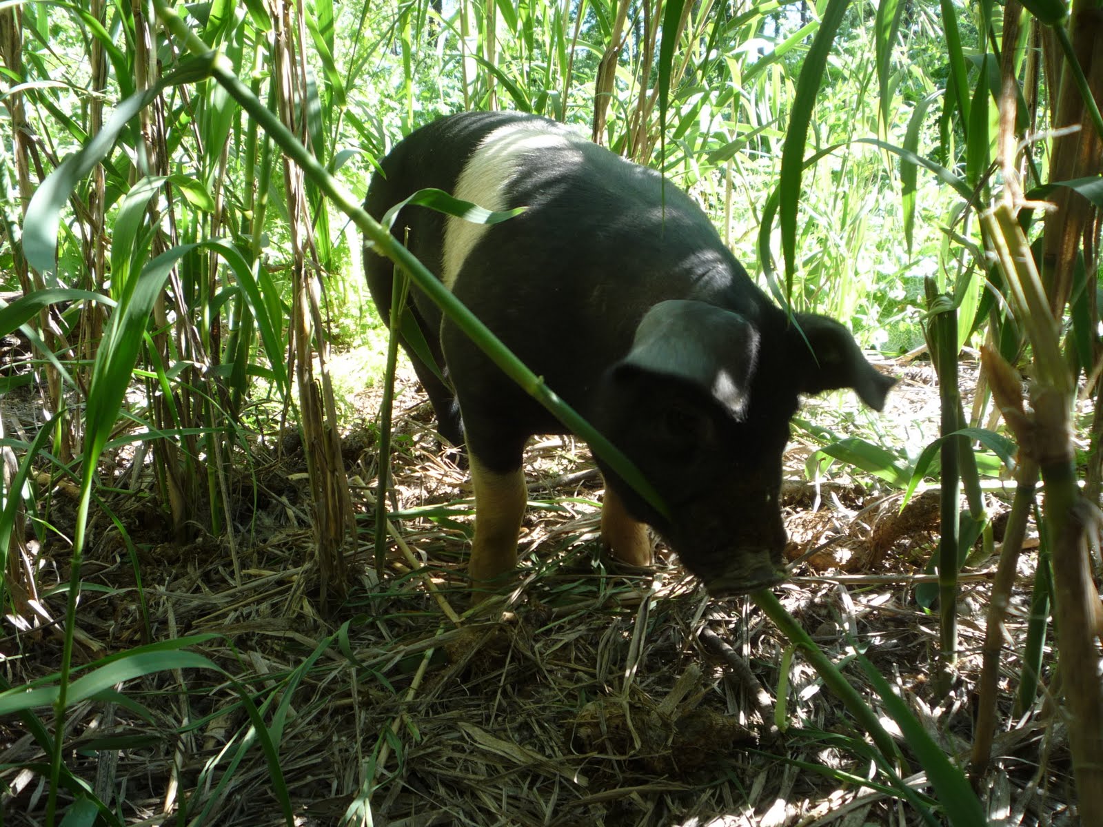 Riverdog Farm Hog Blog: Jungle Pigs