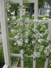 CLEMATIS AT THE LAKE