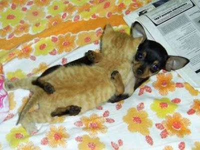 pictures of kittens and puppies. Kittens And Puppies Cuddling
