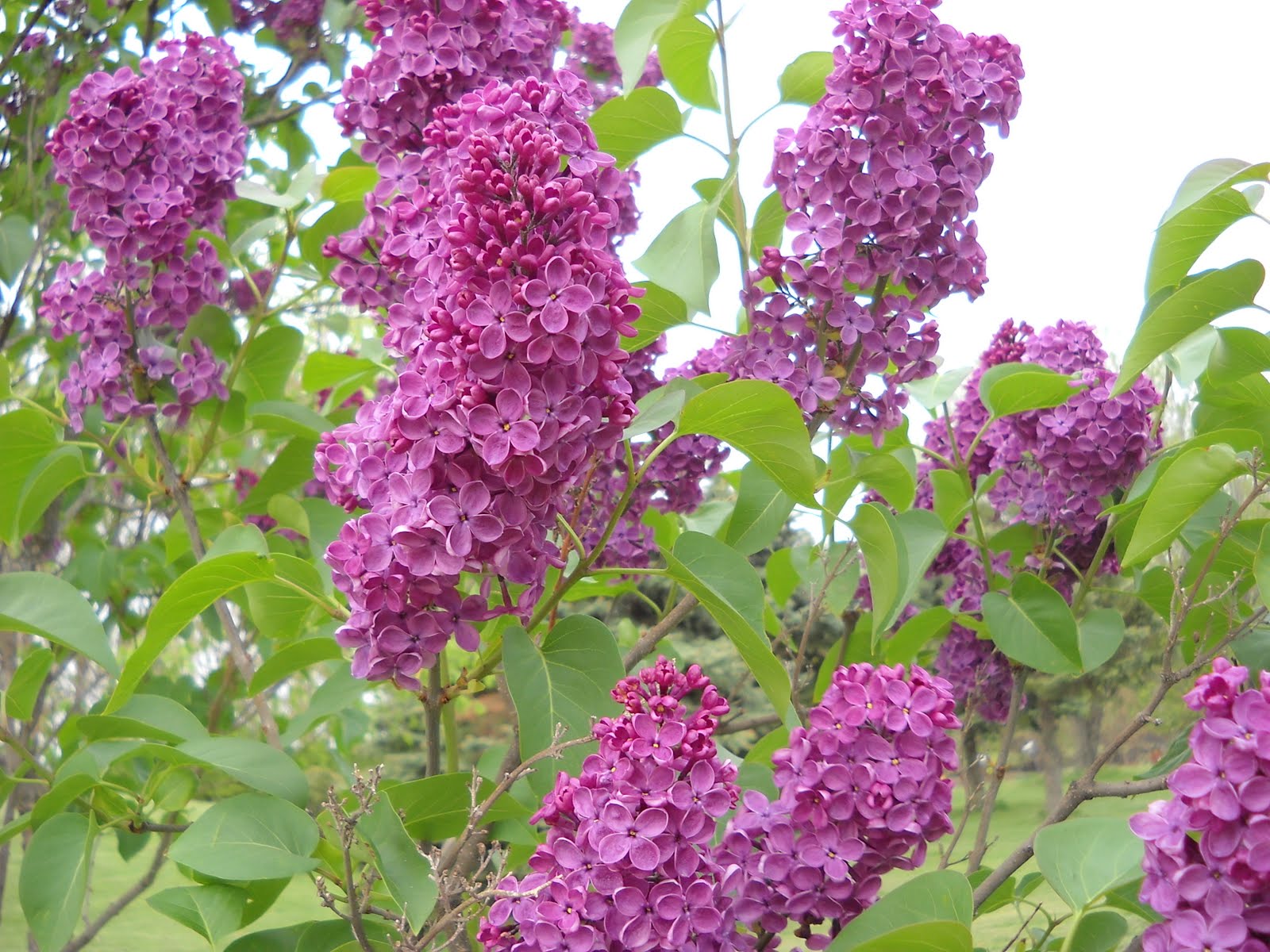 Today Tomorrow Yesterday