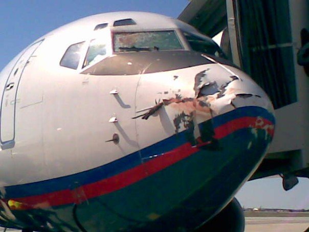birdstrike2.jpg