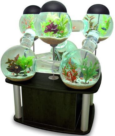 Memilih Mini Aquarium untuk Ikan Hias Kecil labyrinth aquarium