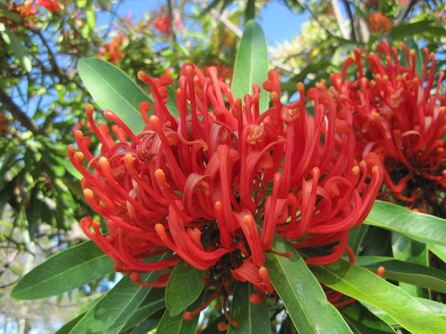 Australian flora