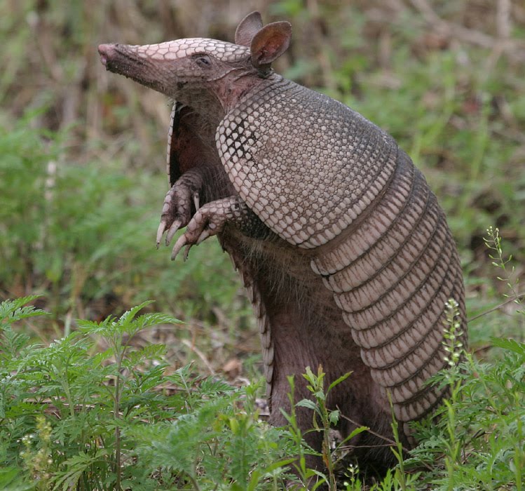 Biodiversidad San Luis Potosí Peligro Extinción Matan cientos de ARMADILLOS en Tabasco Biodiversidad San Luis Potosí Peligro Extinción Matan cientos de ARMADILLOS en Tabasco