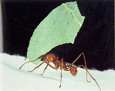 hormigas arrieras cuidado termitas ecologia amazonia