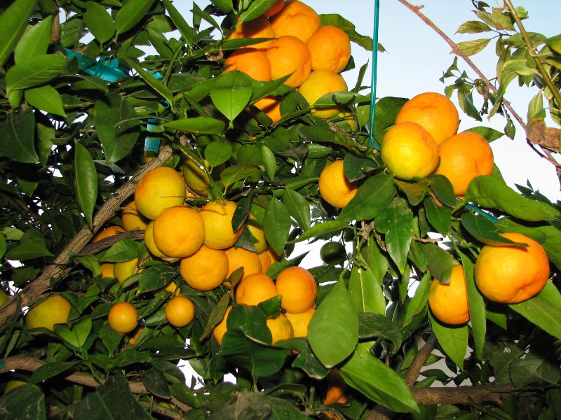 Mediterranean Garden Spain Grafting citrus fruits